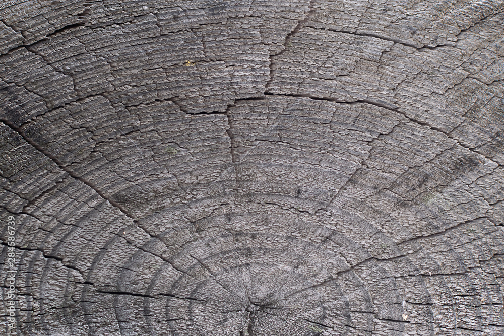 old gray-brown natural wood background in the form of a board with cracks, knots and a rough surface