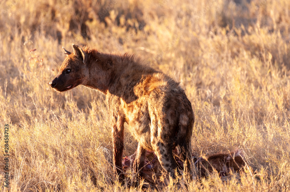 Closeup of a spotted hyena -Crocuta crocuta- carrying around, and eating from an Atelope, just before sunset. Etosha National Park, Namibia.