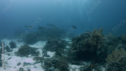 Wallpaper Mural Emperors, Napoleon and Bluefin Trevallies hunting on a coral reef. Tubbataha Reef dive site Shark Airport 4k Footage Torontodigital.ca