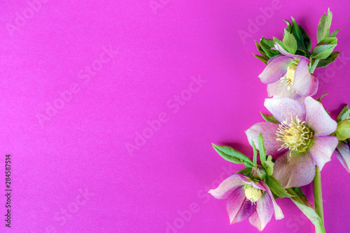 Horizontal image of pastel pink Lenten rose (Helleborus x hybridus) flowers on a bright pink background, with copy space © Nancy J. Ondra