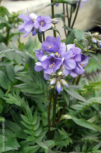 Vertical image of 'Bressingham Purple' Jacob's ladder (Polemonium 'Bressingham Purple') in flower photo