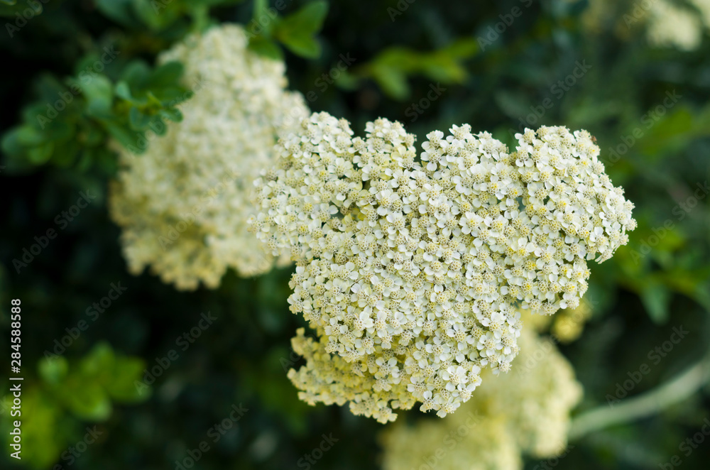 Close-up photo of white yarrow (Achillea) flowers Close-up photo of white yarrow (Achillea) flowers