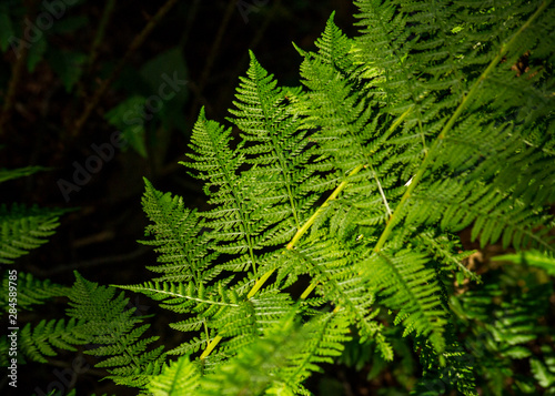 Silver fern leaves in the contrast light