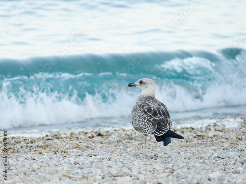 Cute little seagull by the sea watching  waves