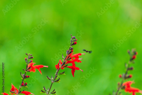 Close-up of red salvia flowers in the garden