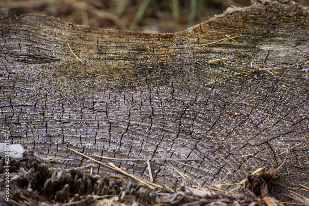 Fototapeta premium A detail of an old tree rings in the wood