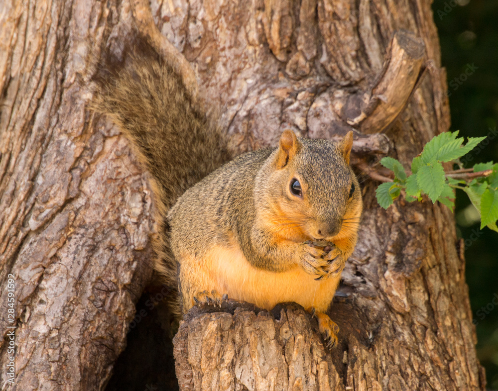 Squirrel Squirrel