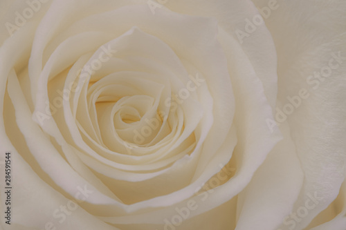 Close up of a beautiful white rose. © Supitchamcadam