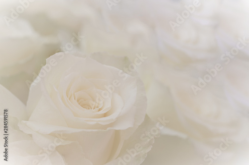 Close up of a beautiful white roses.