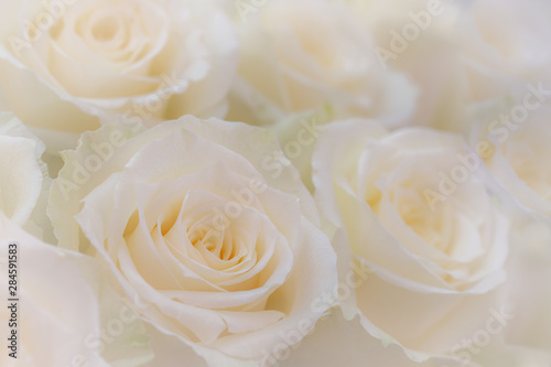 Close up of a beautiful white roses.