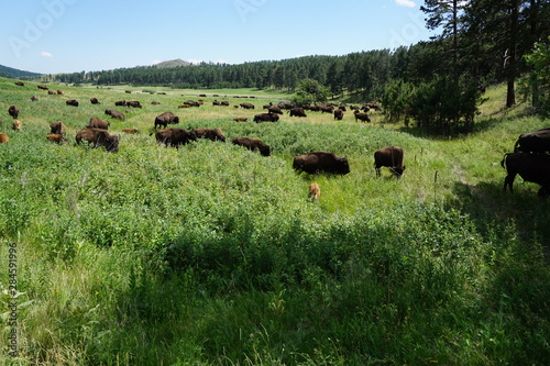 Wild Buffalo Herd