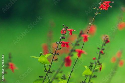 Close-up of red salvia flowers in the garden