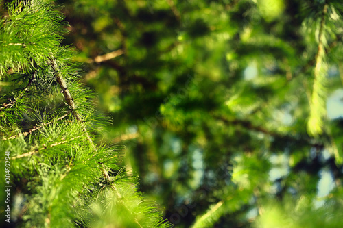 Larch needles on a dark background