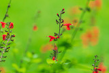 Close-up of red salvia flowers in the garden