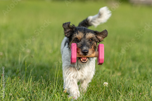 Fotografi Tricolor cute small Jack Russell Terrier dog is holding a dumbbells in the catch outdoor