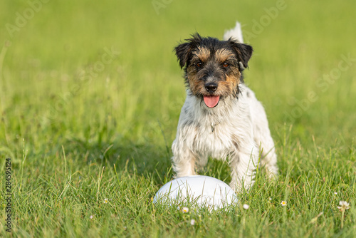 Small cute tricolor Jack Russell Terrier is standing at a bullet and is waiting. Sporty obedient dog in training