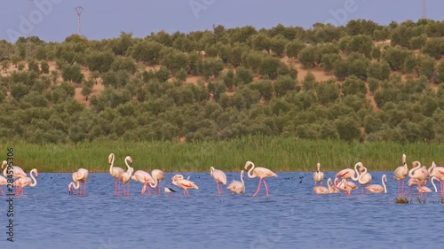 Funny and pretty black winged stilt flaunting its poses to a group of big pink flamingos that pass beside it. Wild birds in the blue and shiny waters of an andalusian lagoon in front of olive groves