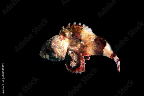 Fototapeta Naklejka Na Ścianę i Meble -  Lesser Red Scorpionfish - (Scorpaena Notata)