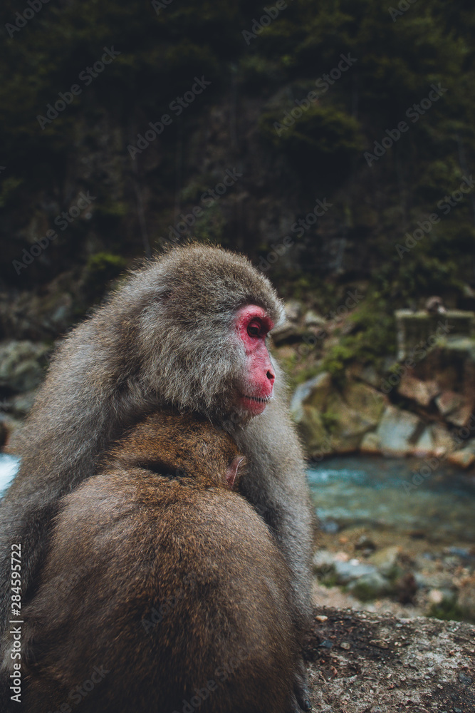 Naklejka premium Monkey Mother