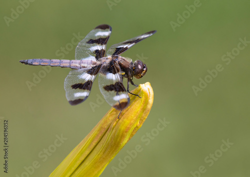 Twelve-spotted Skimmer dragonfly (Libellula pulchella) perching, Iowa, USA. photo