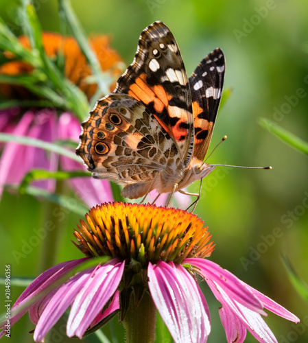 Painted lady butterfly (Vanessa cardui) on a flower, Iowa, USA