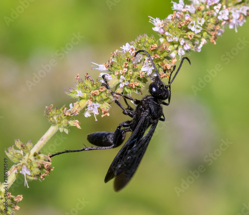 Great black wasp (Sphex pensylvanicus) eating nectar and pollinating mint flowers, Iowa, USA.