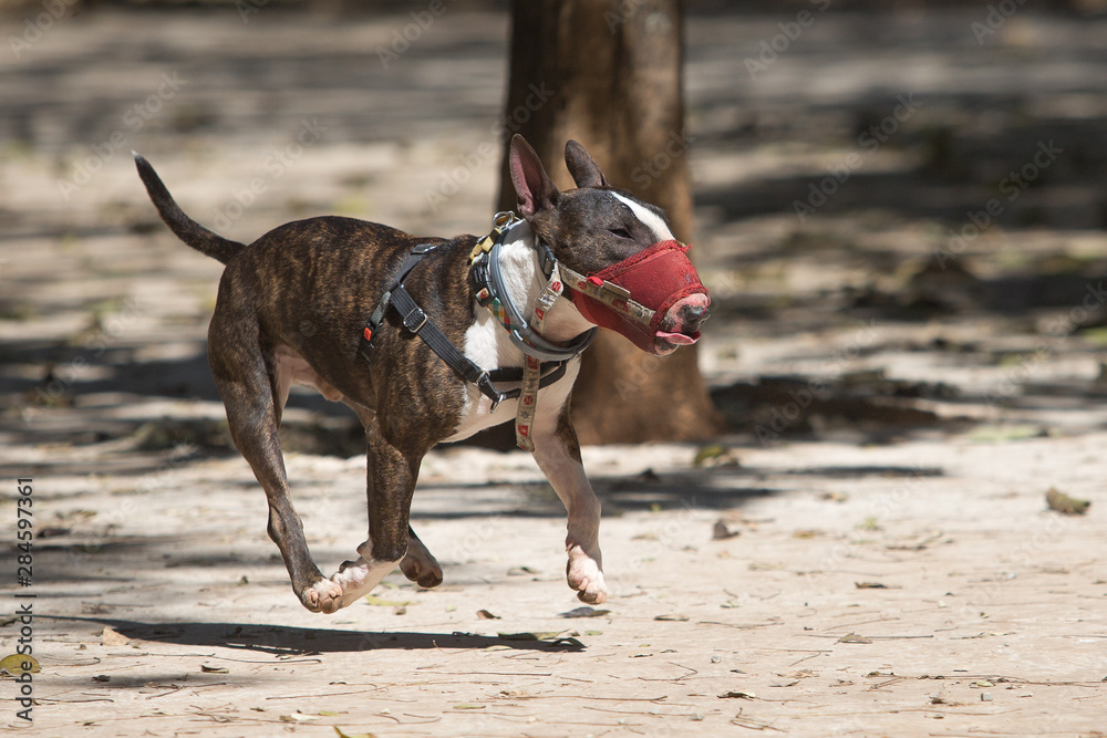 A Bull Terrier with muzzle running in a park A Bull Terrier with muzzle running in a park