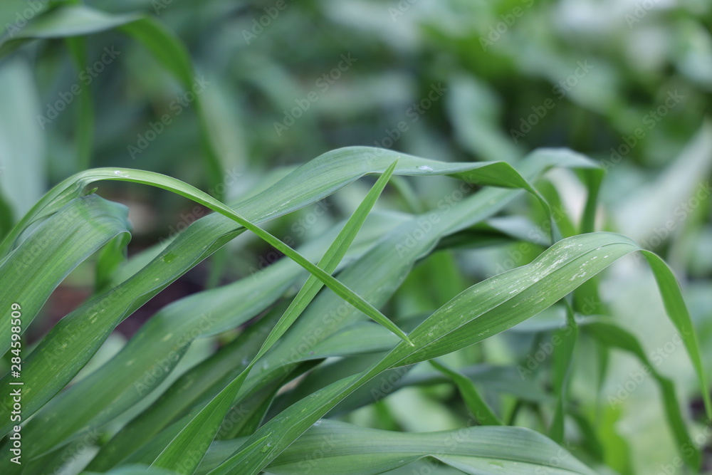 Naklejka premium garden foliage