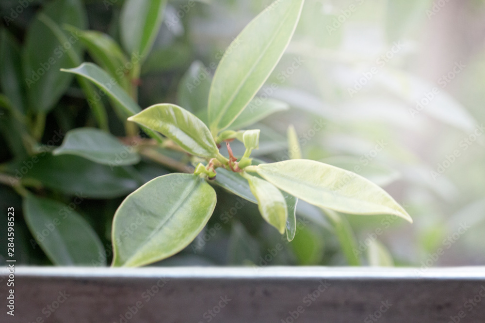 Obraz premium green leaves with sun light