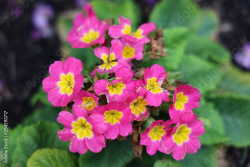 pink and yellow flowers