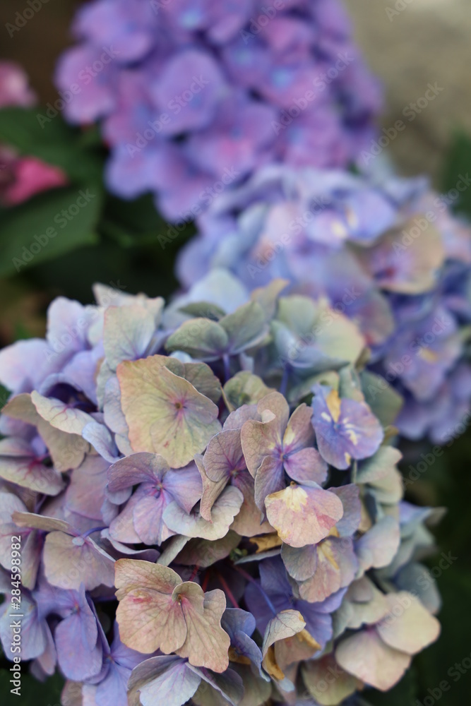 purple hydrangea purple hydrangea