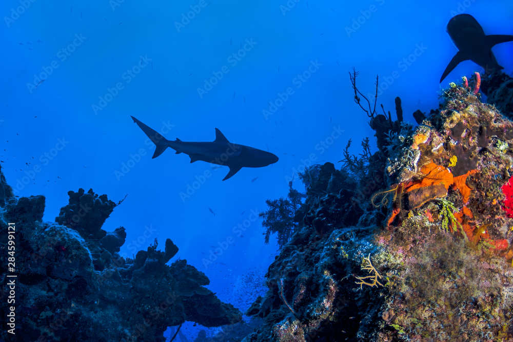 Caribbean Reef Sharks on the prowl for a meal amongst the colorful reefs of the Turks and Caicos Islands.