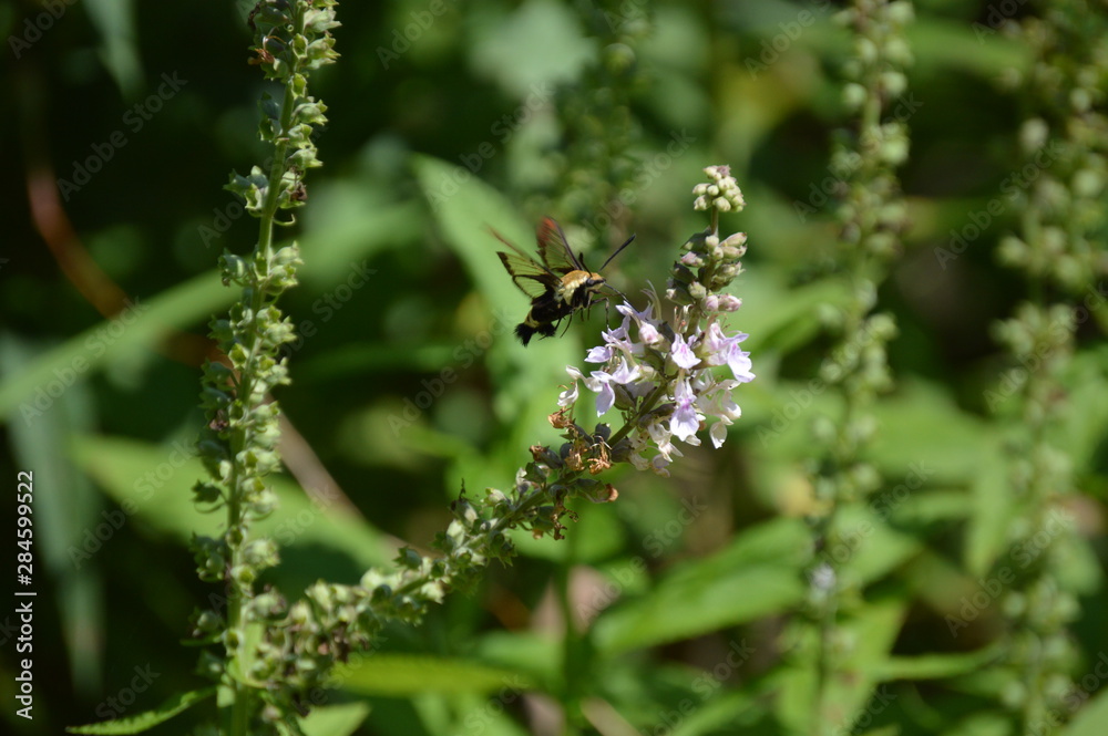 Snowberry Clearwing Moth