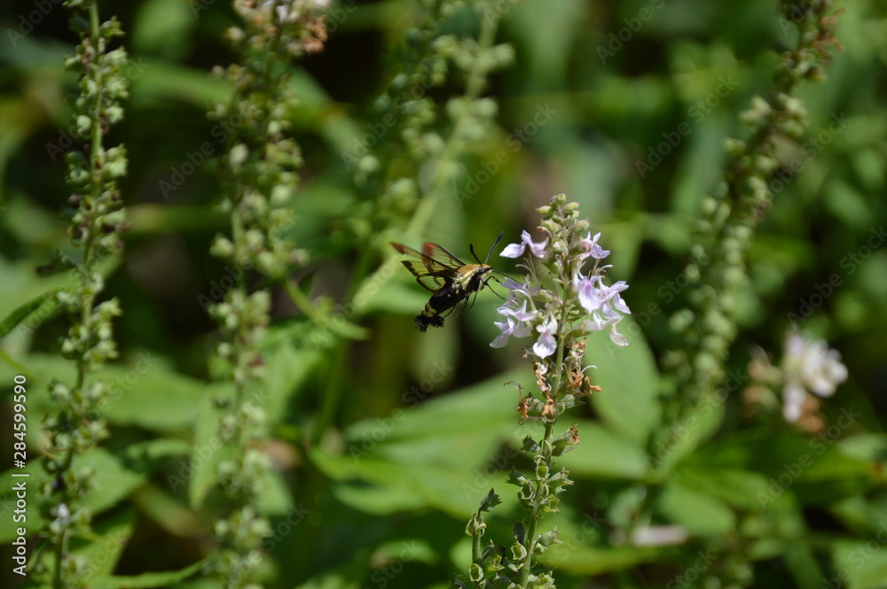 Snowberry Clearwing Moth Snowberry Clearwing Moth
