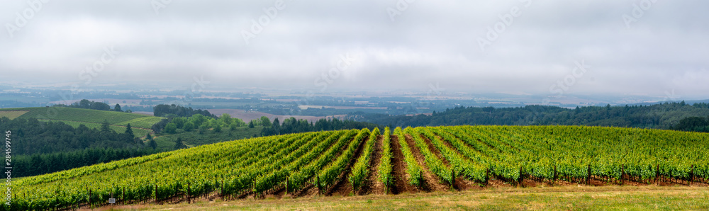 A panorama view of a hilltop vineyard in Oregon, sunlight highlighting rows, soft gray clouds above.