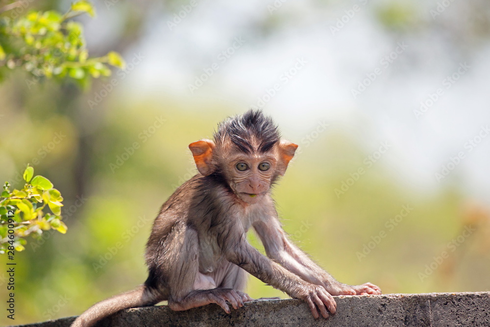 Fototapeta premium 可愛いサル 