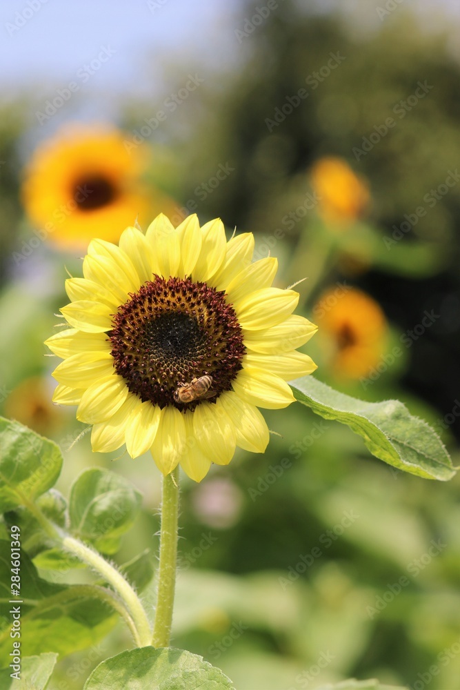 Naklejka premium レモンイエローのひまわり