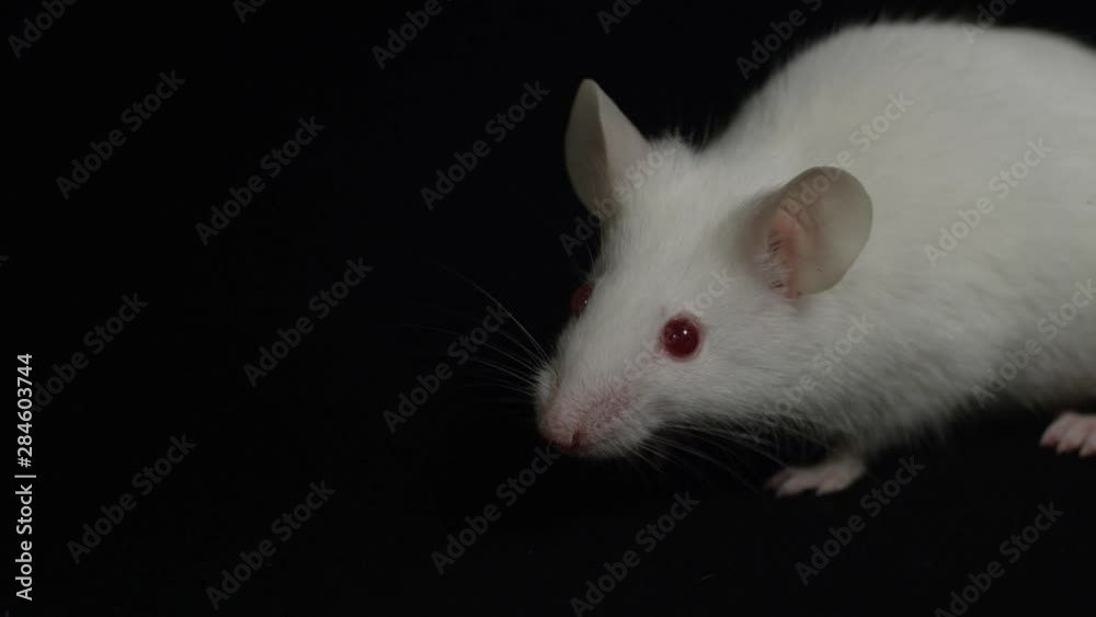 Lab rat in scientific experiments Lab rat in scientific experiments