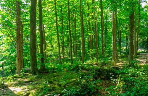 Green Forest
