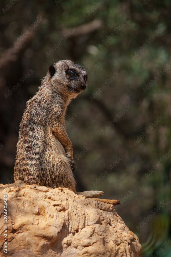 Fototapeta premium Meercat Suricata