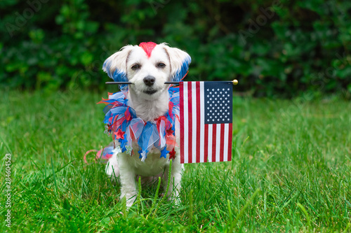 Small white dog with mohawk holding the american flag photo