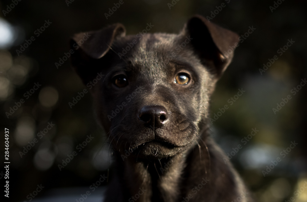 Portrait of a cute black dog puppy outside in the garden