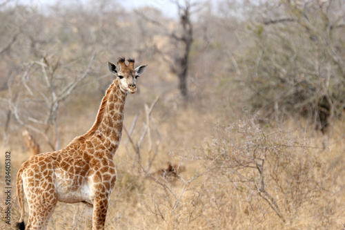 young baby giraffe in the dry African bush