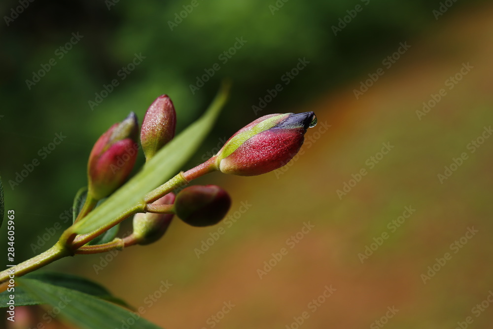 raindrop on a violet flower bud raindrop on a violet flower bud