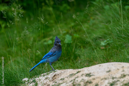 Steller's jay (Cyanocitta stelleri) perching on the ground in the Rogers Pass area of the Glacier Natural Park, British Columbia, Canada