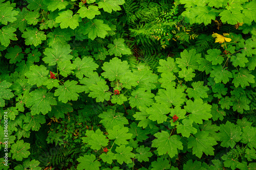 Tableau sur toile Devil's club (Oplopanax horridus) leaves and fruit