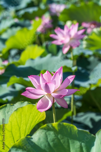 blooming lotus flower in pond
