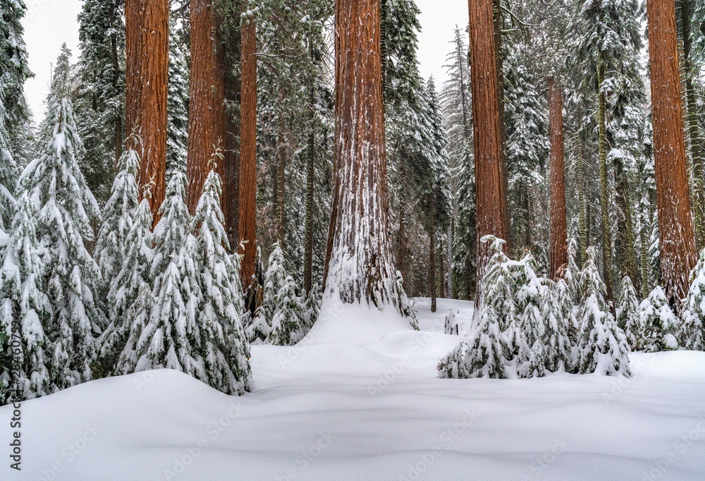 Fototapeta premium Snowy Giants