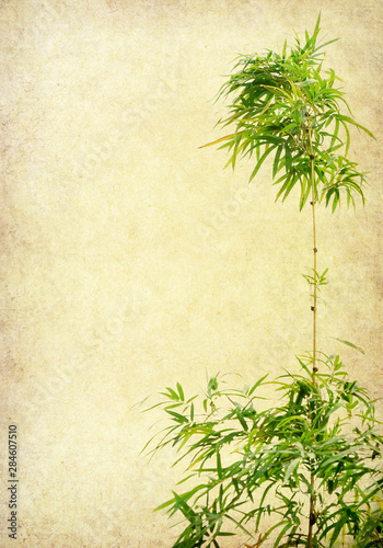 bamboo on old grunge paper texture background