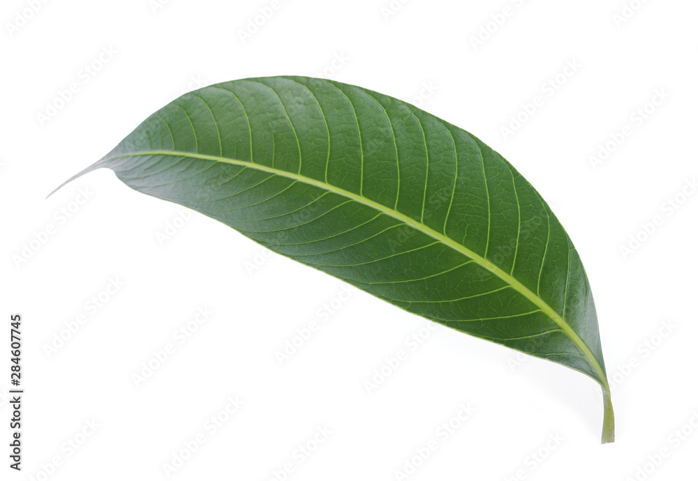 Obraz premium tropical leaf isolated on white background